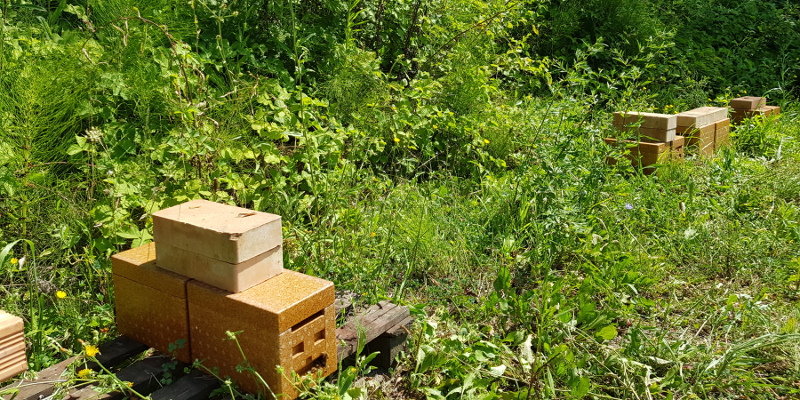 api regine - postazione allevamento