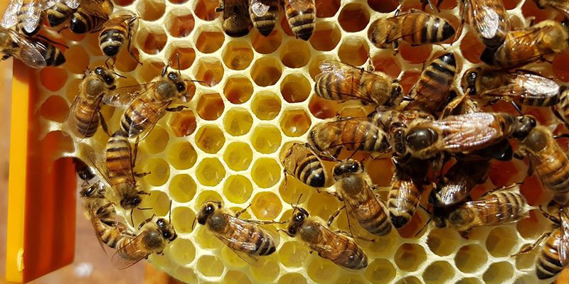 api regine - deposizione covata